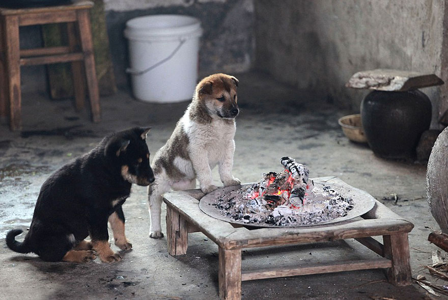 cute-puppies-barking-cold-stove-3