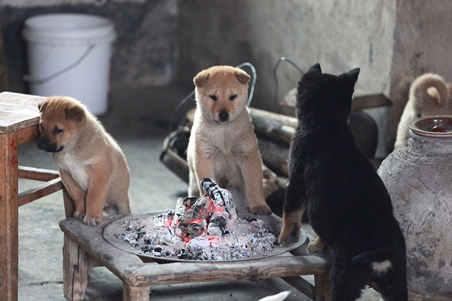 cute-puppies-barking-cold-stove-4