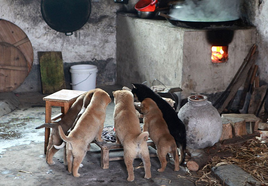 cute-puppies-barking-cold-stove-5