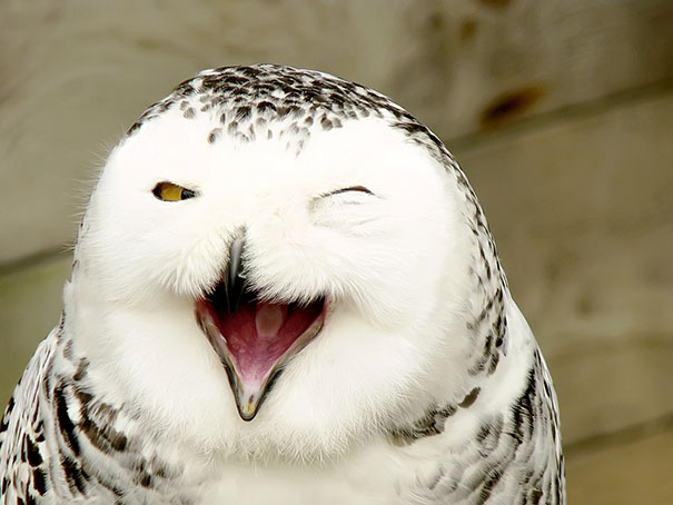 The 30 Happiest Animals In The World That Will Make You Smile