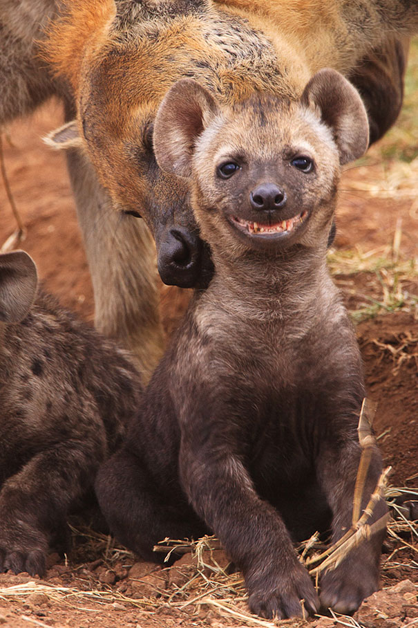 The 30 Happiest Animals In The World That Will Make You Smile