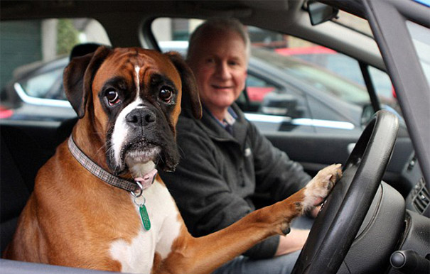 Dog Tells Owners It's Time To Go By Slamming On Car Horn For 15 Minutes (VIDEO)