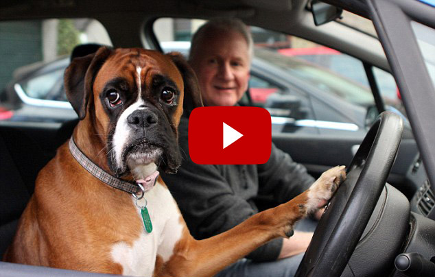 Dog Tells Owners It’s Time To Go By Slamming On Car Horn For 15 Minutes (VIDEO)