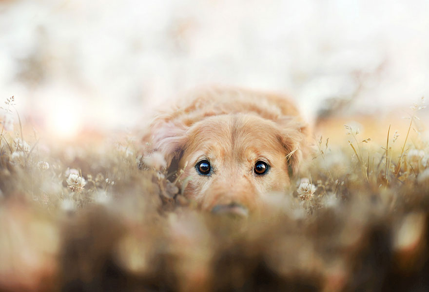 dog-photography-chuppy-golden-retriever-jessica-trinh-6