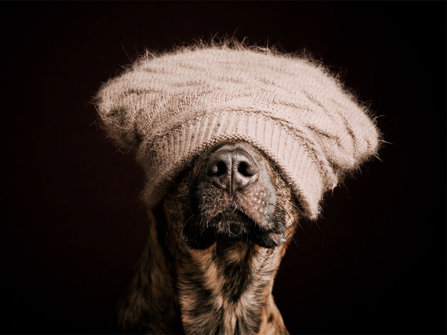 Intimate And Playful Dog Portraits By Elke Vogelsang