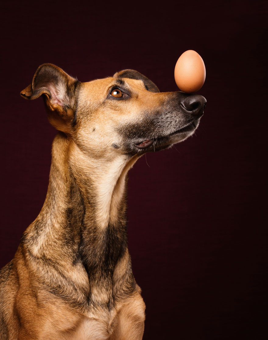 Intimate And Playful Dog Portraits By Elke Vogelsang