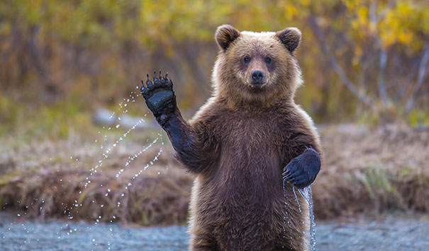 Bears Doing Human Things