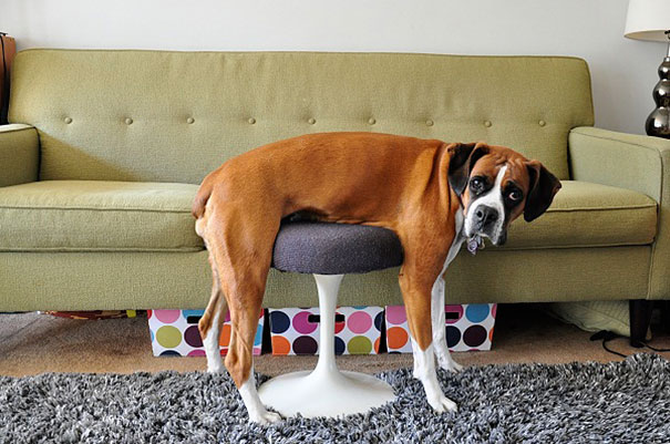 30 Cats And Dogs Losing The Battle Against Human Furniture | Bored Panda