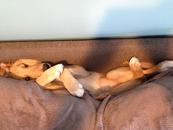 30 Cats And Dogs Losing The Battle Against Human Furniture