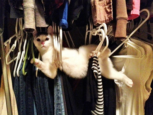 30 Cats And Dogs Losing The Battle Against Human Furniture