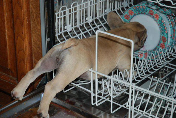 funny-cats-dogs-stuck-furniture-27