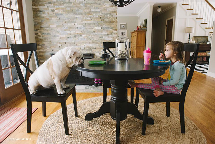 The Heartwarming Friendship Of A Little Girl And Her English Bulldog