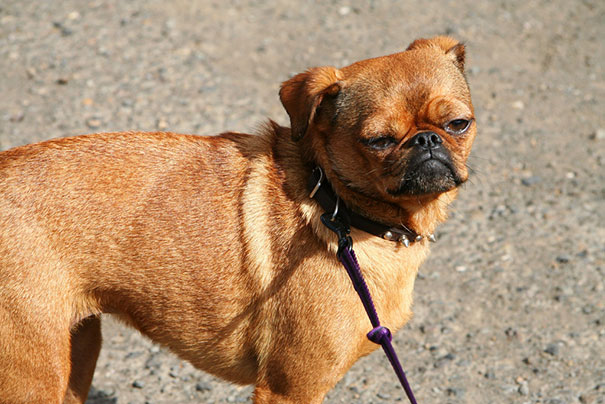 These 25 Cute Cross-Breed Dogs Will Make You Fall In Love With Mutts