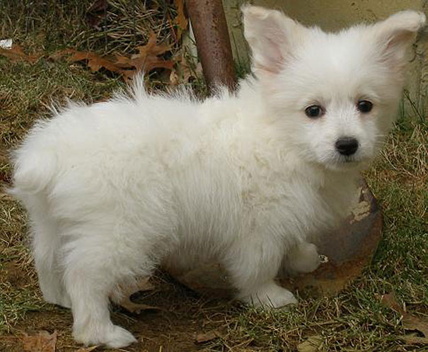 mixed-breed-dogs-24