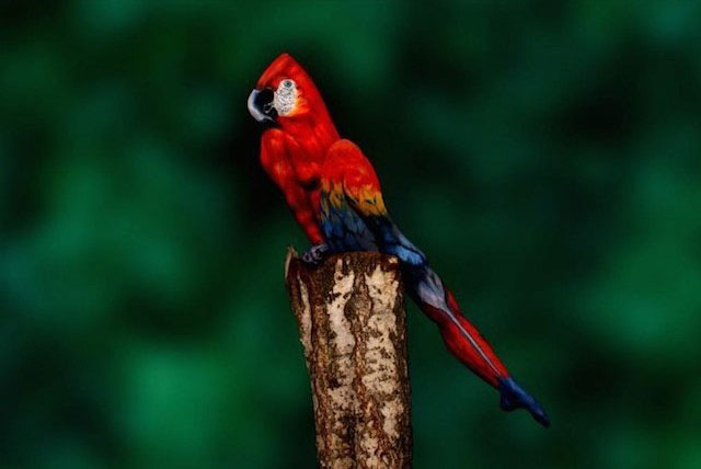 Parrot Boya Mapio Net