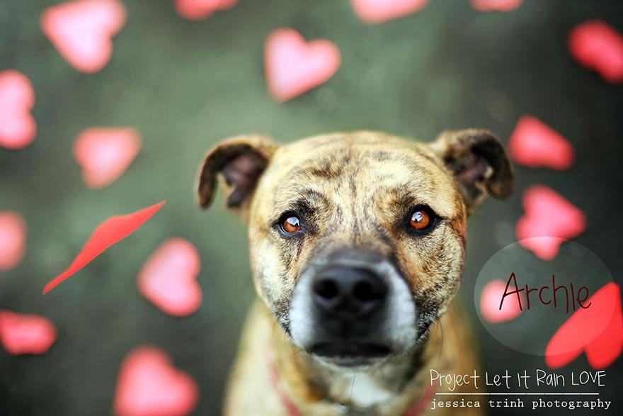 Let It Rain Love: 19-Year-Old Photographer Takes Beautiful Shelter Dog Pictures To Help Find Them New Homes