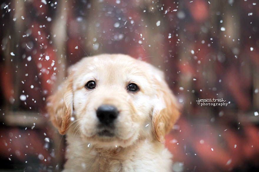 Let It Rain Love: 19-Year-Old Photographer Takes Beautiful Shelter Dog  Pictures To Help Find Them New Homes | Bored Panda