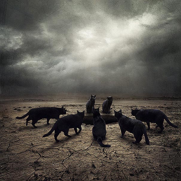 Artist Creates Surreal Pictures With Shelter Animals To Help Find Them New Homes