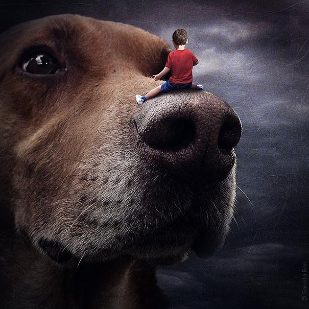 Artist Creates Surreal Pictures With Shelter Animals To Help Find Them New Homes