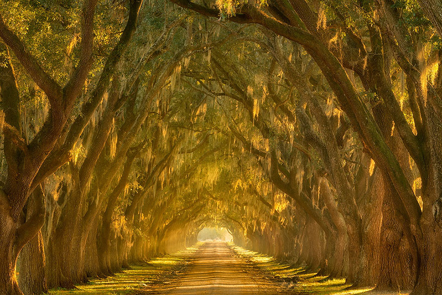 19 Magical Tree Tunnels You Should Definitely Take A Walk Through
