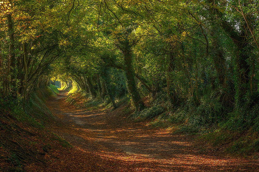 19 Magical Tree Tunnels You Should Definitely Take A Walk Through