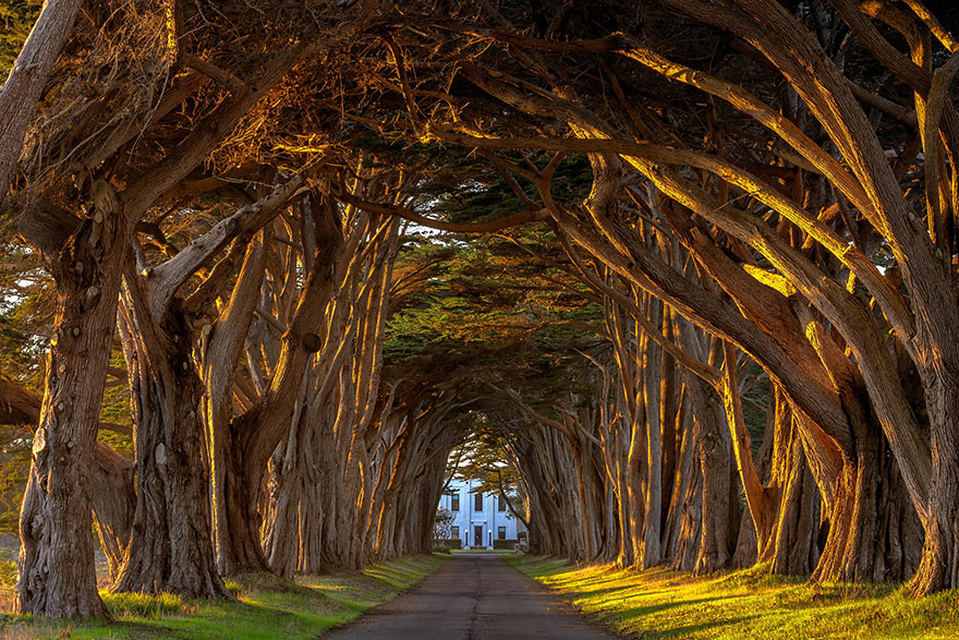amazing-tree-tunnels-20