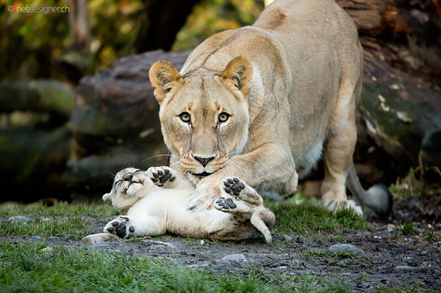 animal parents 13 - Momentos adoráveis dos pais com os filhotes no reino animal