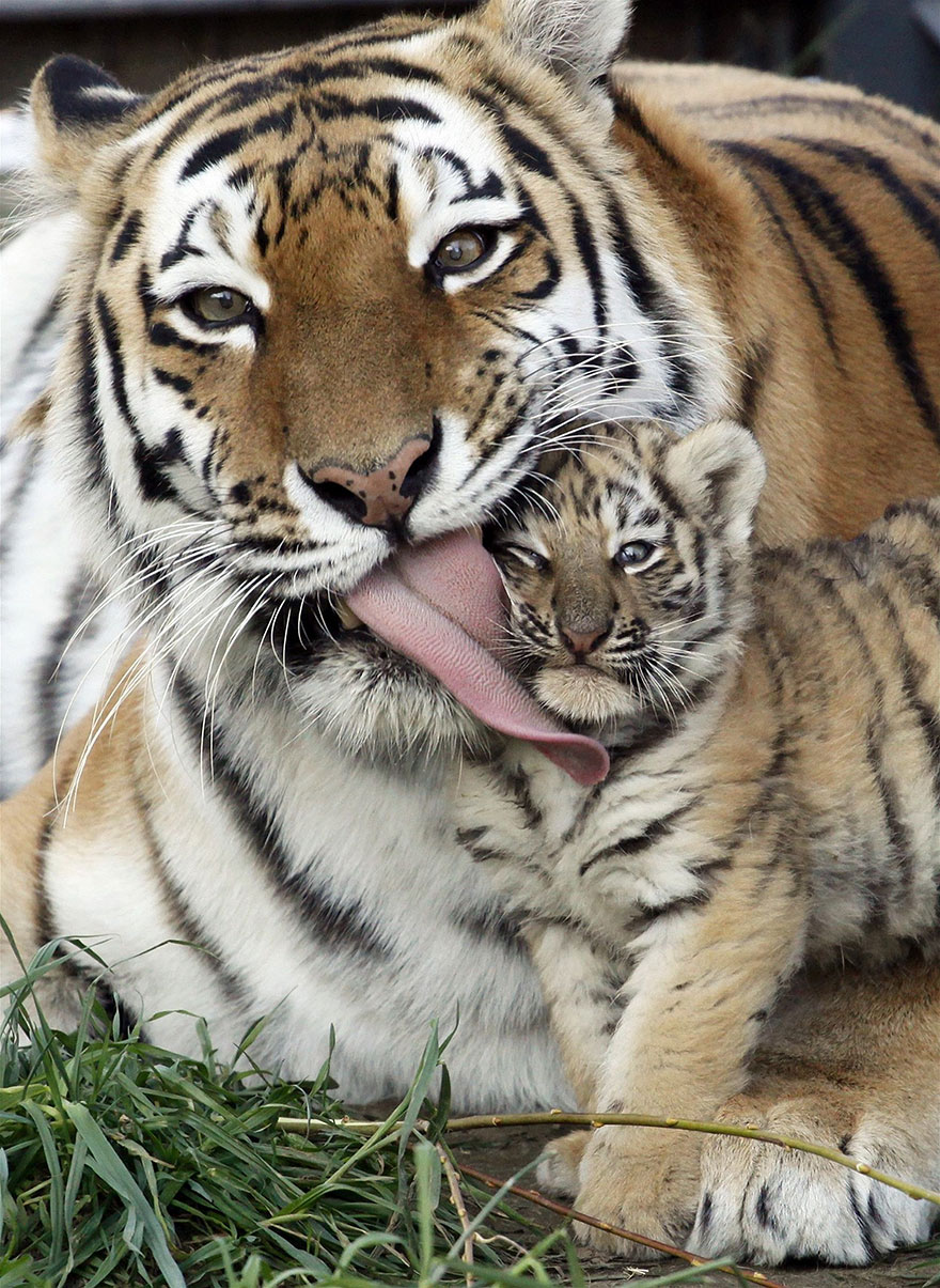 animal parents 31 - Momentos adoráveis dos pais com os filhotes no reino animal