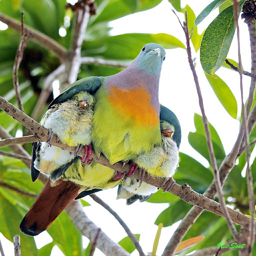 25 Of The Cutest Parenting Moments In The Animal Kingdom