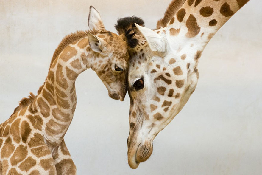 animal parents 5 - Momentos adoráveis dos pais com os filhotes no reino animal