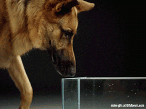 These 20 Educational Gifs Will Teach You More Than A Textbook Can