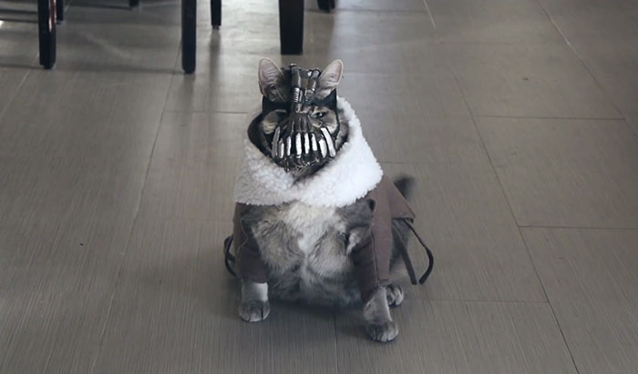 Bane Cat: Batman Villain Returns As A Vengeful Kitty Tormenting His Owner