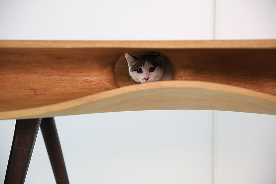 CATable: Shared Table Lets Cats Play While Humans Work