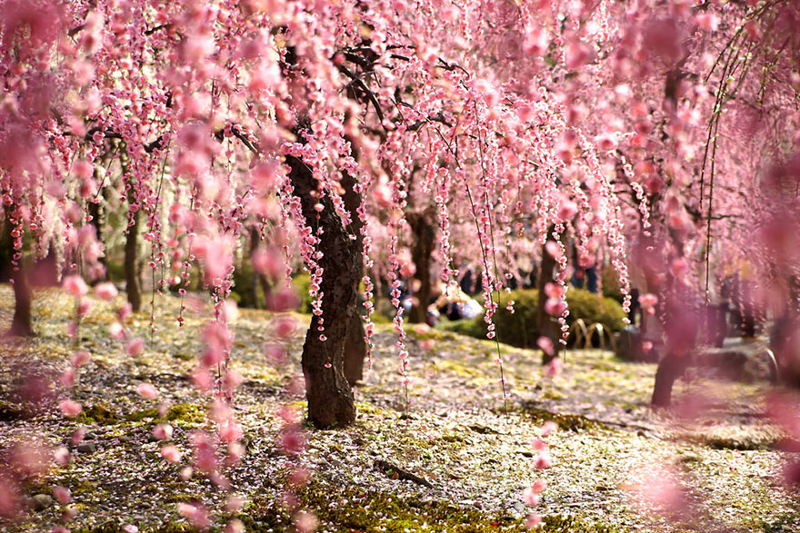 21 Of The Most Beautiful Japanese Cherry Blossom Photos Of 2014