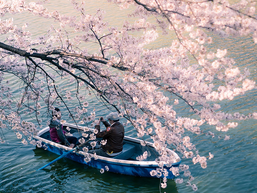 21 Of The Most Beautiful Japanese Cherry Blossom Photos Of 2014