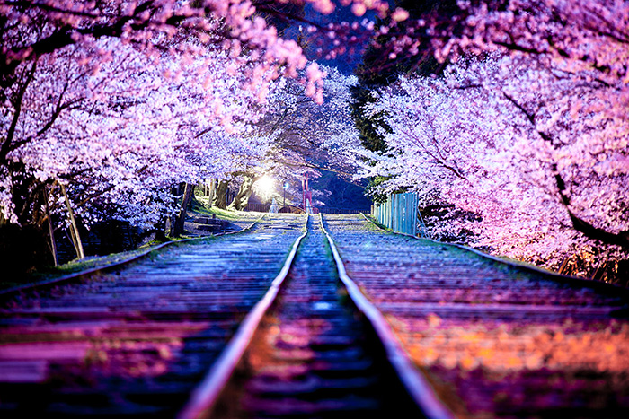21 Of The Most Beautiful Japanese Cherry Blossom Photos Of 2014 Bored 