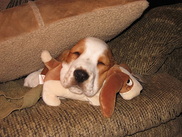 cute-animals-sleeping-stuffed-toys-12