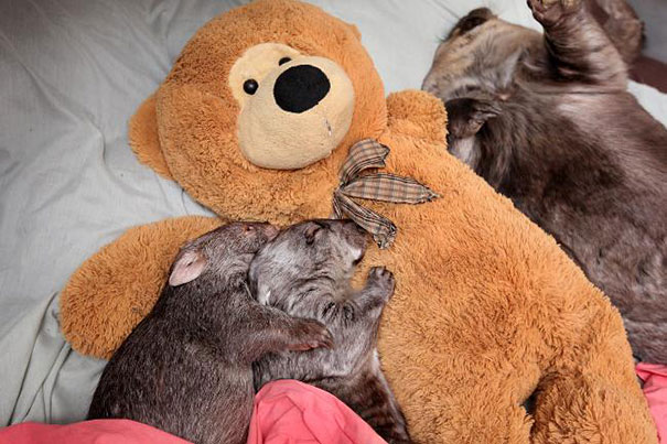 24 Animals Sleeping And Cuddling With Stuffed Animals | Bored Panda