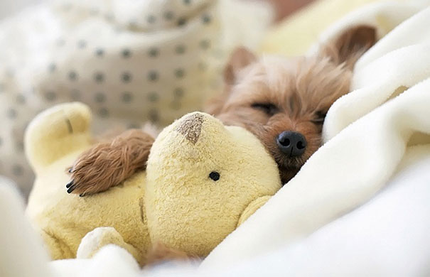 24 Animals Sleeping And Cuddling With Stuffed Animals