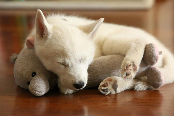 cute-animals-sleeping-stuffed-toys-17