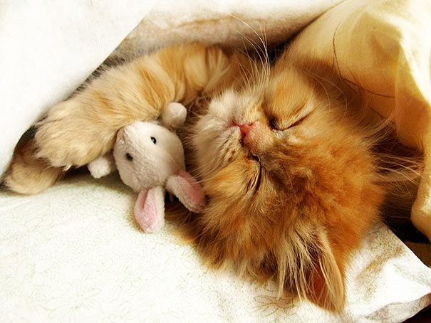 cute-animals-sleeping-stuffed-toys-19