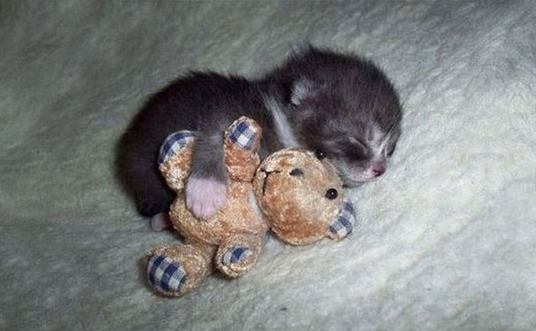 cute-animals-sleeping-stuffed-toys-22