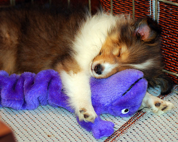 cute-animals-sleeping-stuffed-toys-3