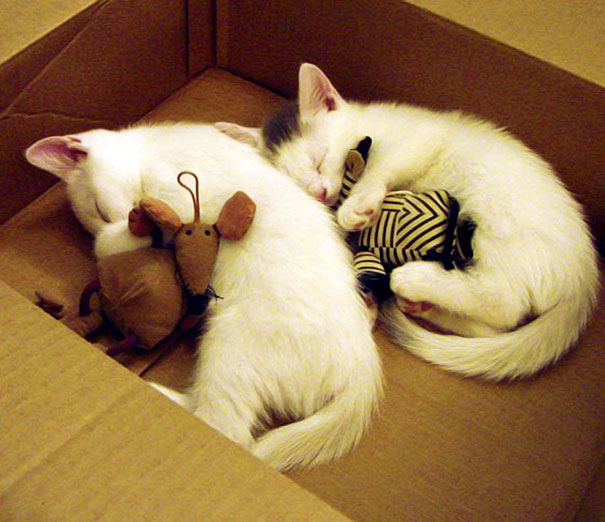 cute-animals-sleeping-stuffed-toys-32