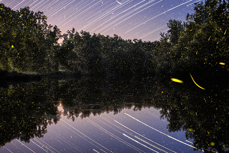 fireflies-time-lapse-photography-vincent-brady-1