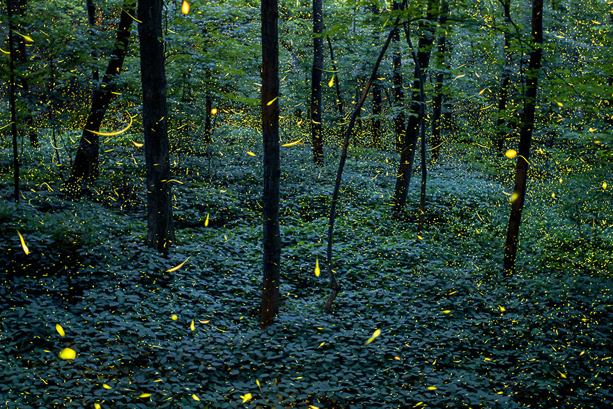 fireflies-time-lapse-photography-vincent-brady-10