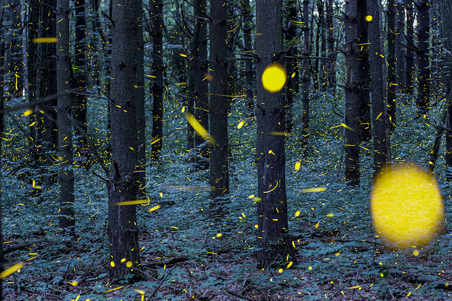 fireflies-time-lapse-photography-vincent-brady-11