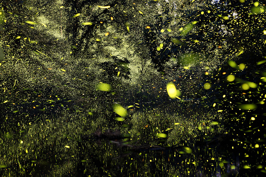 fireflies-time-lapse-photography-vincent-brady-2