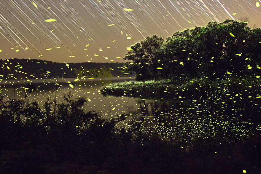 Dream-Like Pictures Of Firefly Light-Trails Captured Using Long-Exposure Photography