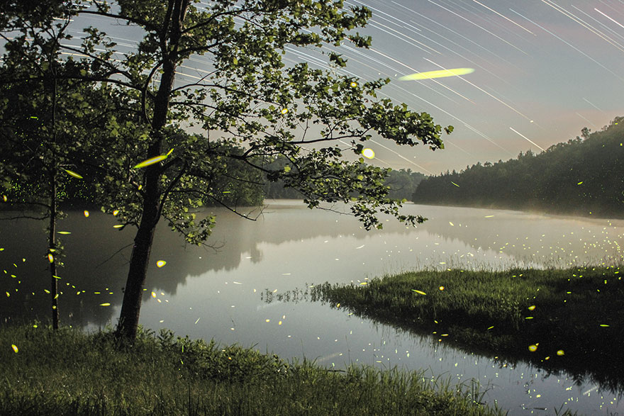 fireflies-time-lapse-photography-vincent-brady-6